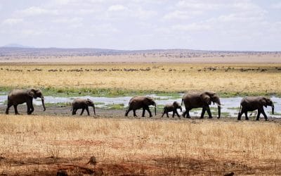 photo of elephants in a national park in Rwanda
