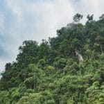 Peru rainforest