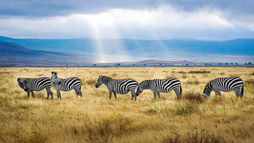 photo of a herd of zebras in Rwanda