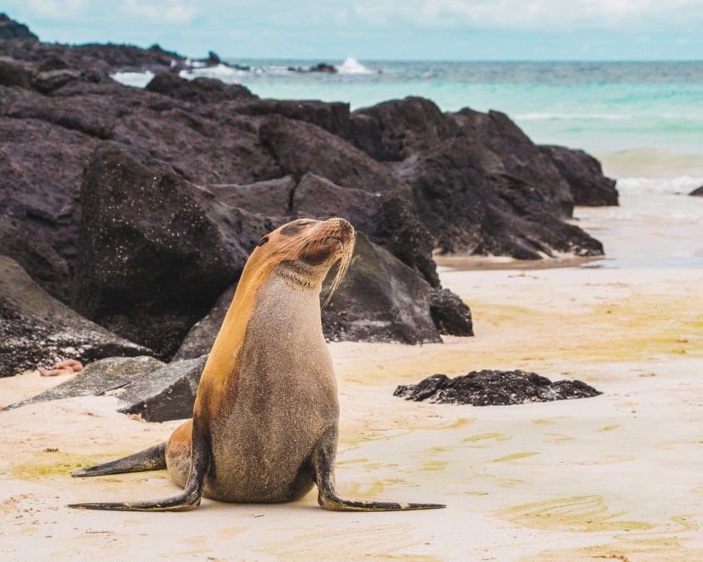 Sea lion on a beach of the Galapagos Islands, Ecuador