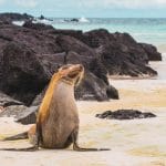 Sea lion on a beach of the Galapagos Islands, Ecuador
