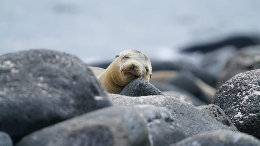 Sea lion in the Galapagos Islands