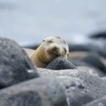 Sea lion in the Galapagos Islands