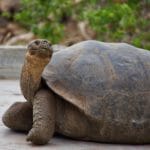 Galapagos Tortoise in Ecuador