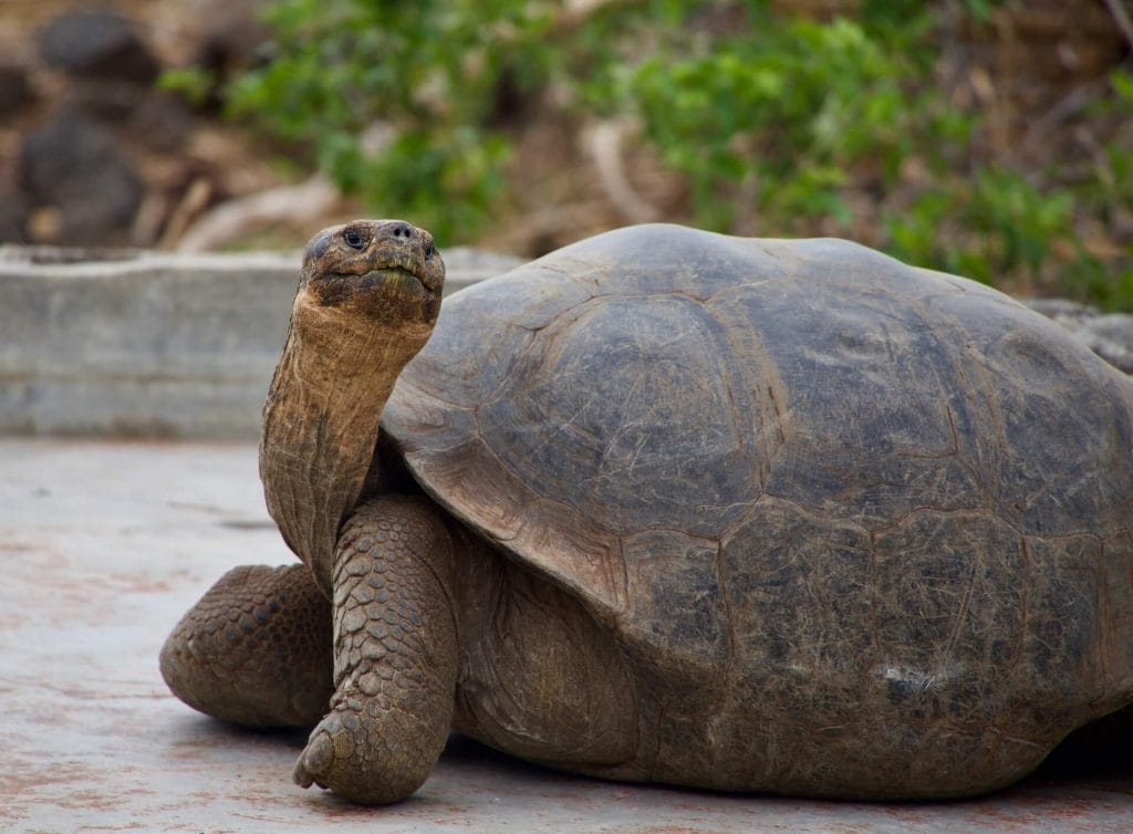 Galapagos Tortoise in Ecuador