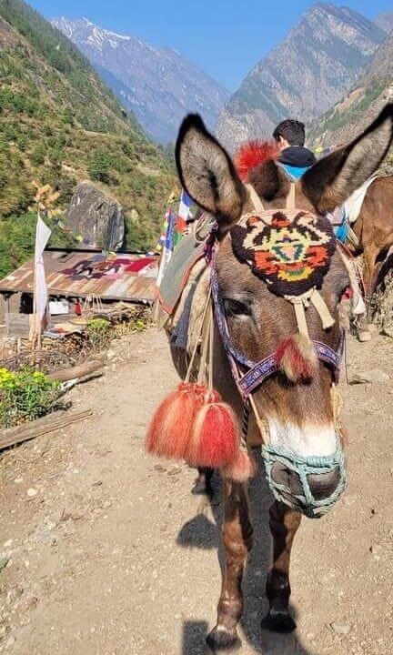 Pack mule in the Himalayas