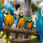 Puerto Rico famous blue and gold Macaw of PR