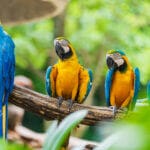 Puerto Rico famous blue and gold Macaw of PR