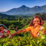 coffee planting harvest