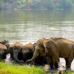 thailand elephants