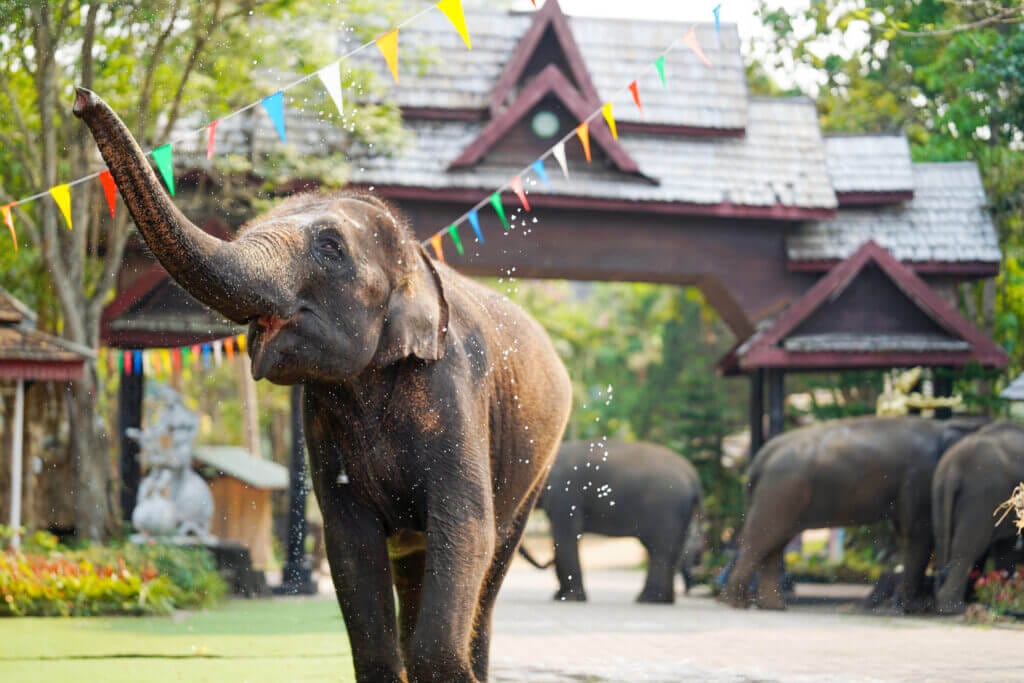 thailand elephant