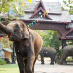 thailand elephant