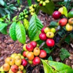 Honduras coffee beans