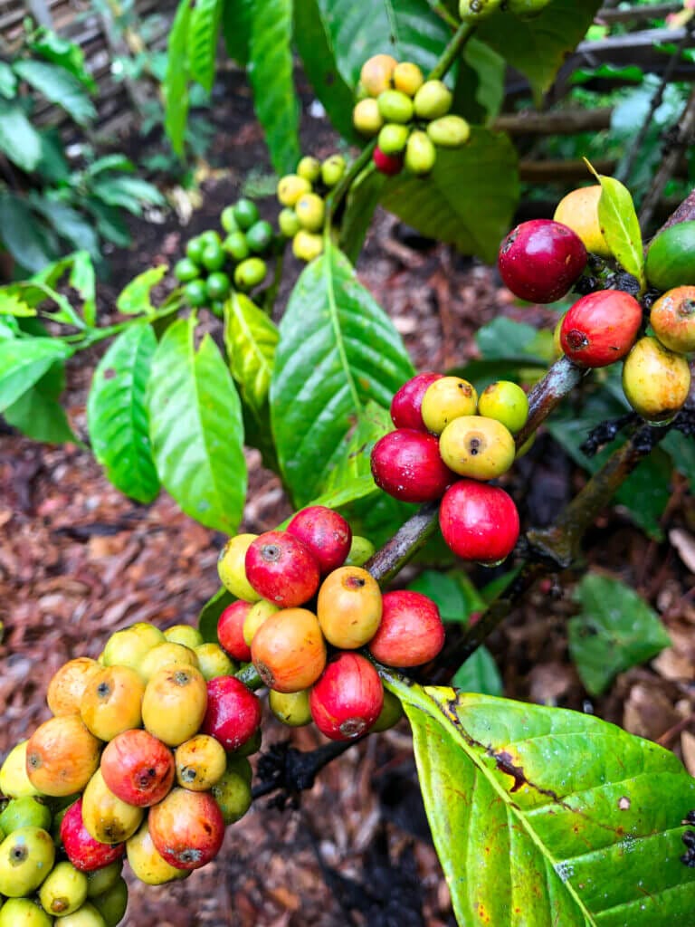 Honduras coffee beans