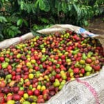 Honduras coffee beans