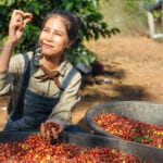 Honduras coffee planting