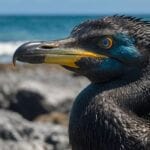 galapagos, Ecuador