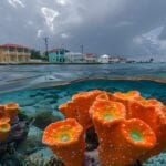 Belize