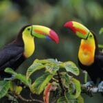 Belize