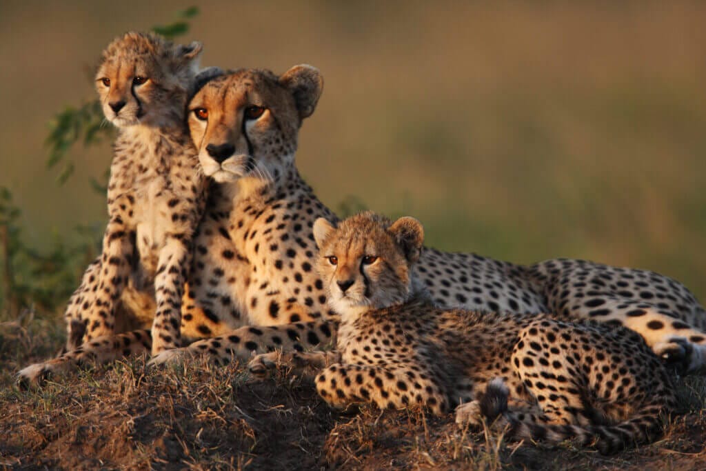 cheetahs safari africa