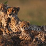 cheetahs safari africa