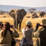 safari elephants africa