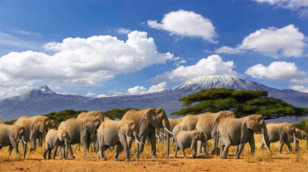 elephants safari africa