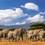 elephants safari africa