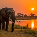 africa elephant safari