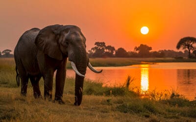 africa elephant safari