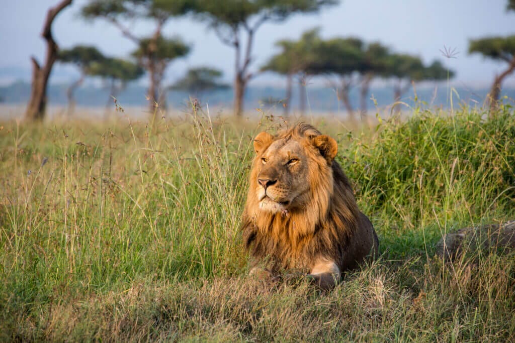 lion safari africa