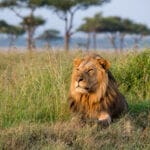 lion safari africa