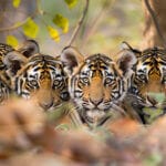 india tiger cubs