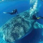 Philippines whale shark