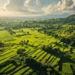 Philippines rice fields