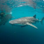 Philippines whale shark