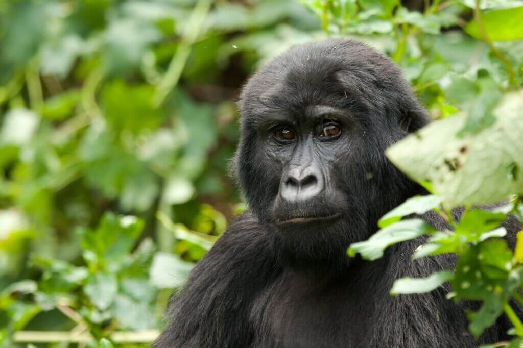 Uganda gorilla
