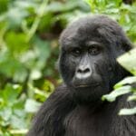 Uganda gorilla
