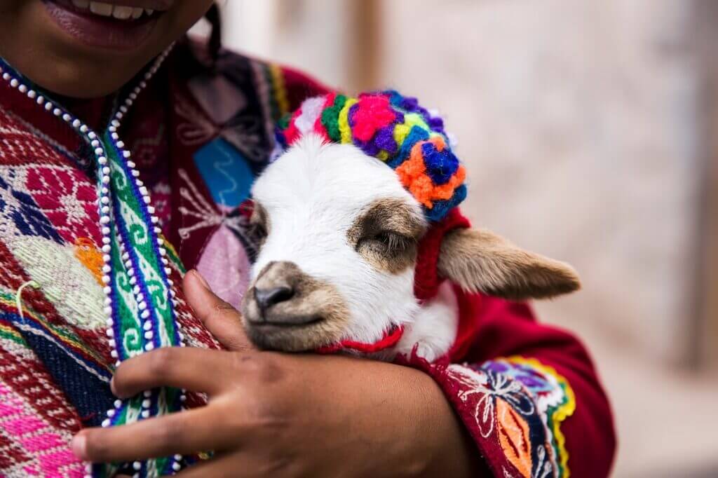 llama, cusco peru