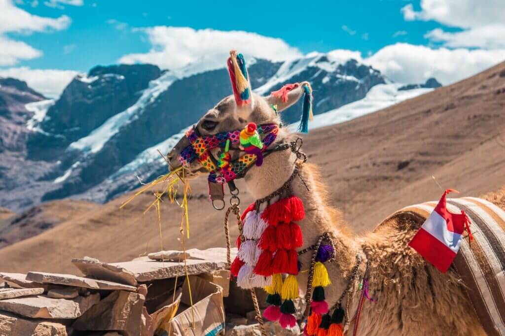 llama in the mountains, cusco peru