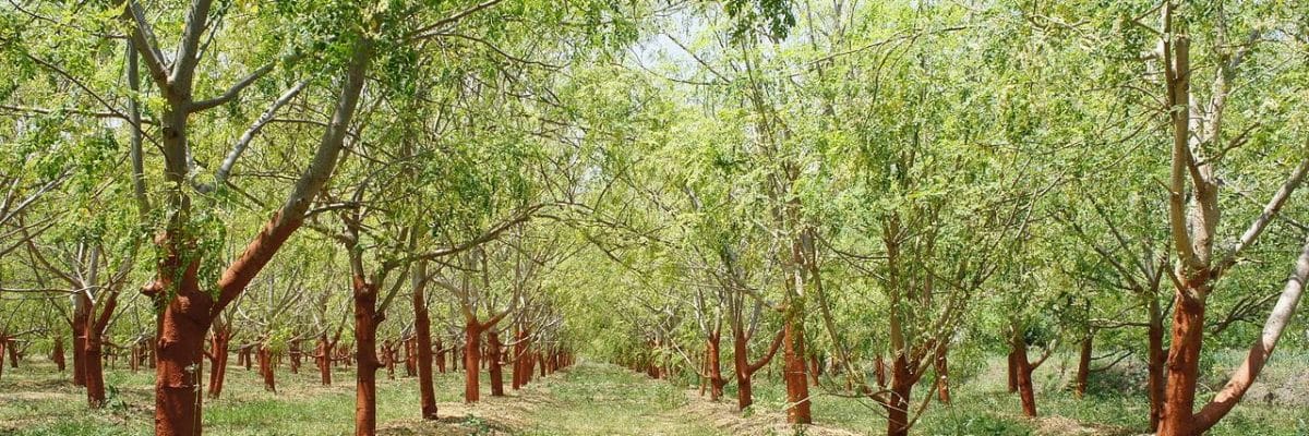 moringa-trees-big moringa-trees-big