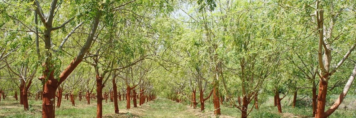 moringa-trees-big